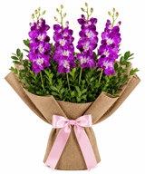 Orchid Drapes