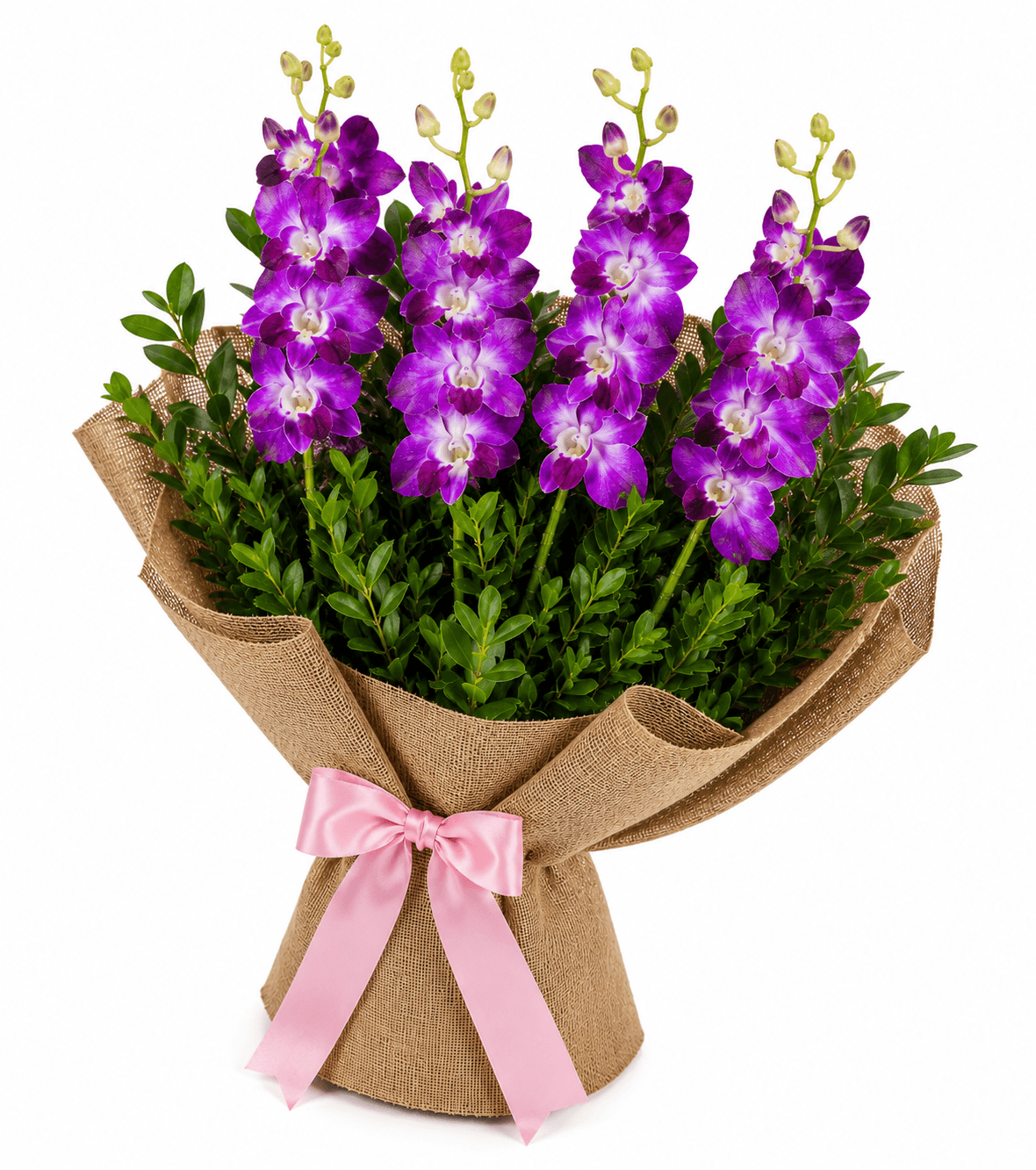 Orchid Drapes
