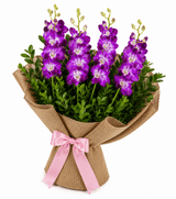 Orchid Drapes