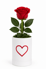 Serene Single Red Rose in Magnetic Cork