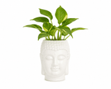 Prosperity Green Money Plant in Buddha Pot