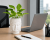 Prosperity Green Money Plant in Buddha Pot