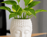 Prosperity Green Money Plant in Buddha Pot