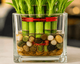 Lucky Two Layer Bamboo Plant in Glass Square Vase