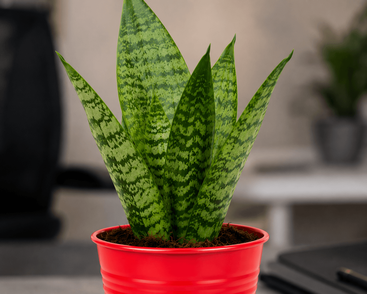 Snake Plant Sanctuary in Red Metal Pot