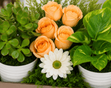Green Babies & Floral Beauties Gift Tray