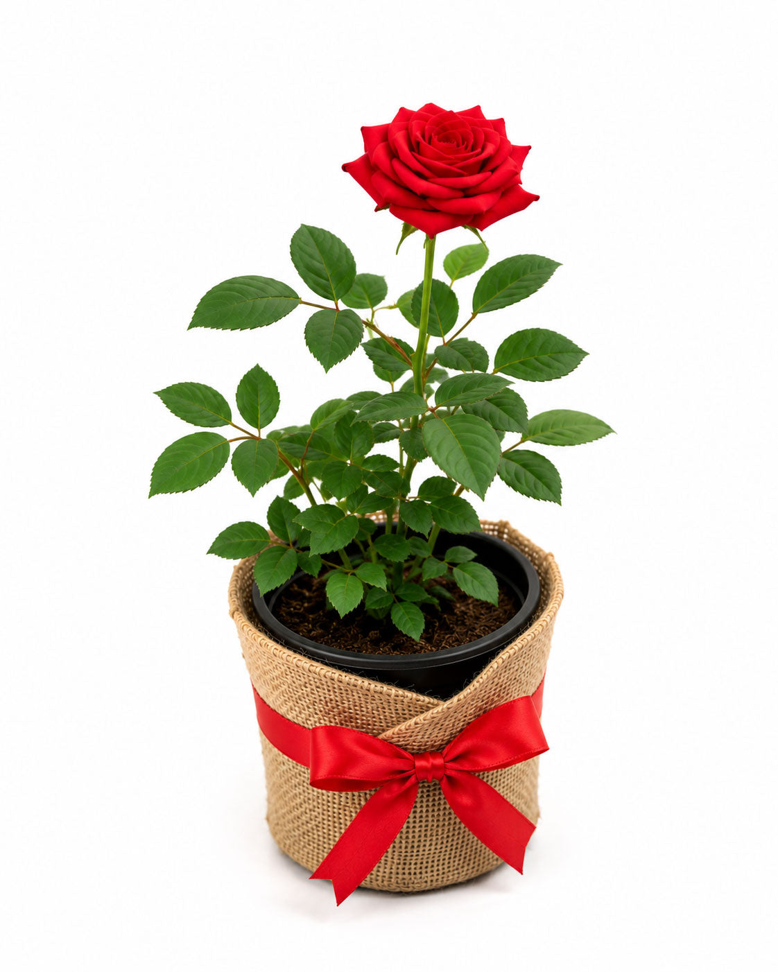 Potted Red Rose Plant