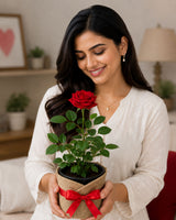 Potted Red Rose Plant