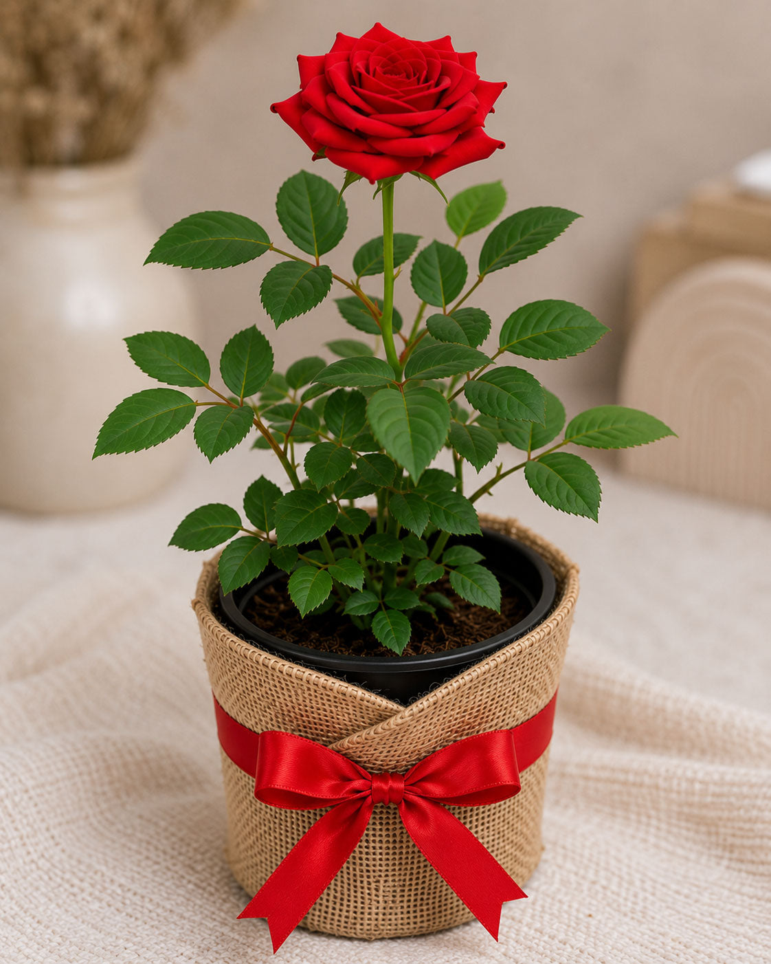Potted Red Rose Plant
