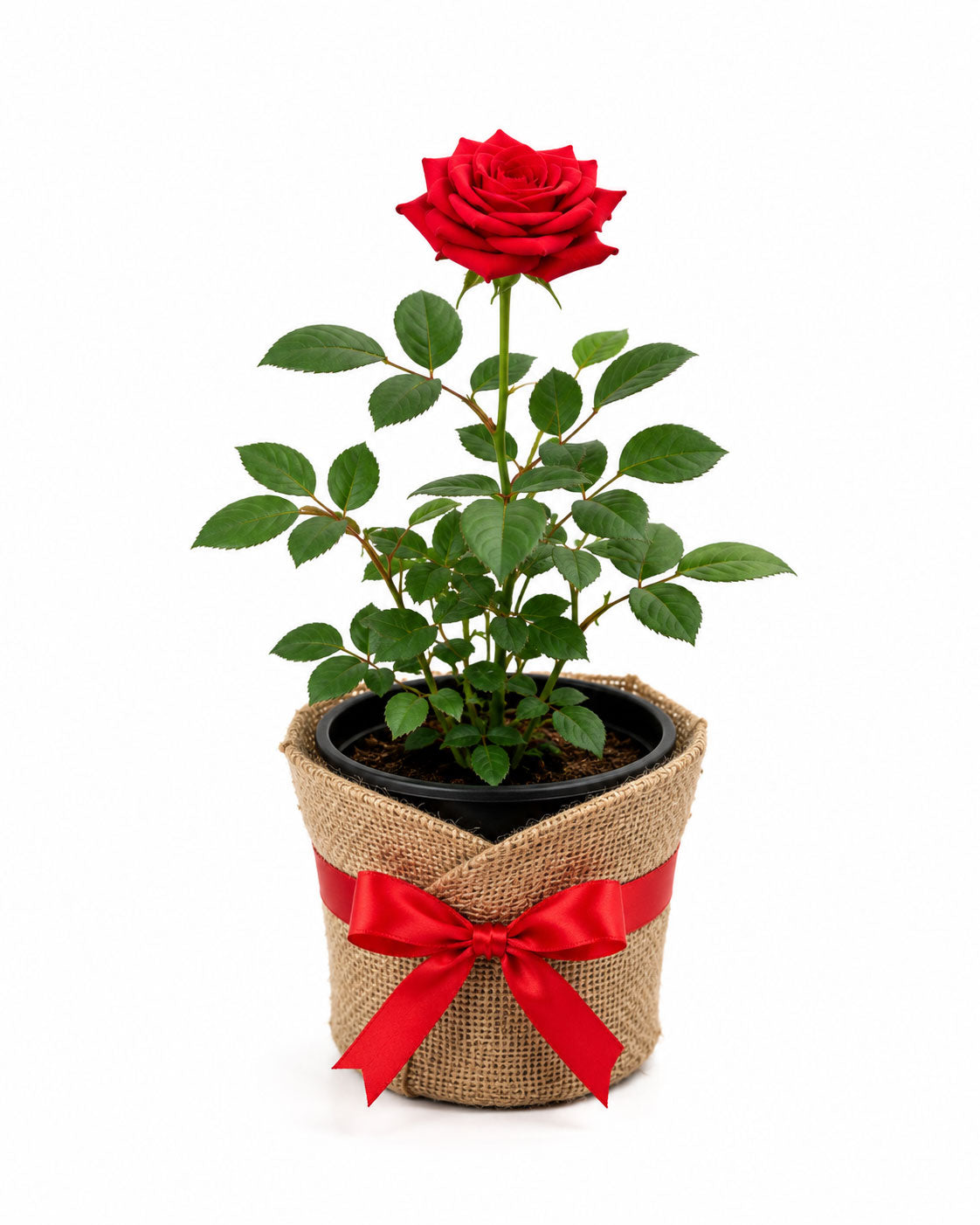 Potted Red Rose Plant