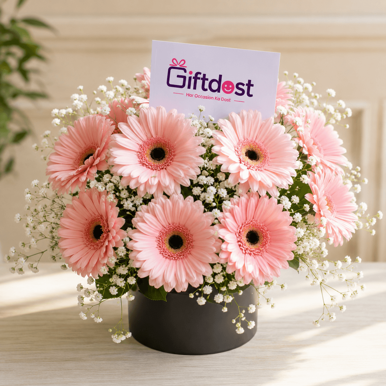 Blush Bloom Gerbera Elegance