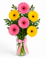 Blushing Beauty Gerberas Arrangement