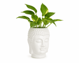 Prosperity Green Money Plant in Buddha Pot