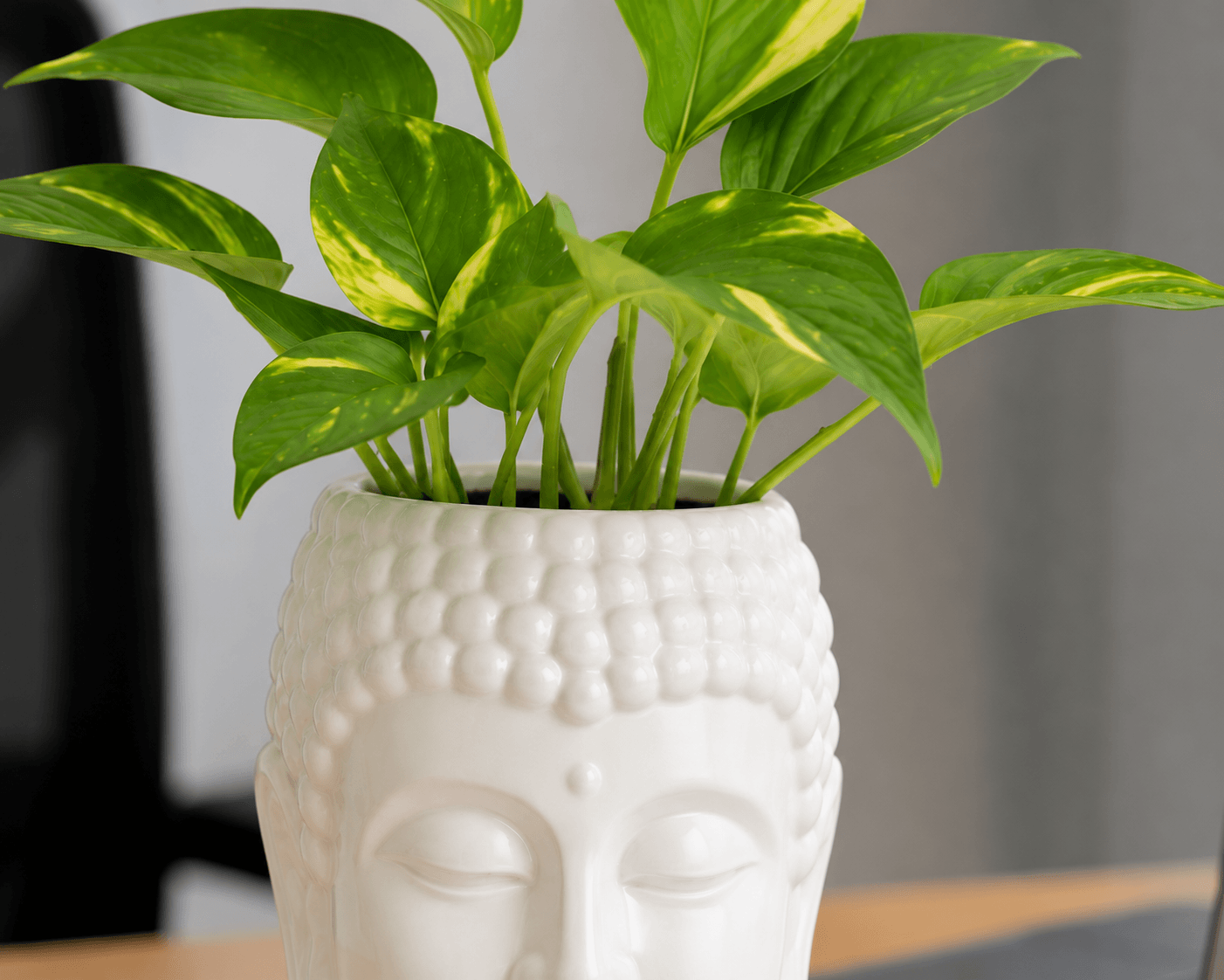 Prosperity Green Money Plant in Buddha Pot
