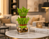 Lucky Two Layer Bamboo Plant in Glass Square Vase