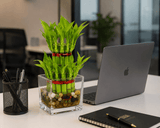 Lucky Two Layer Bamboo Plant in Glass Square Vase