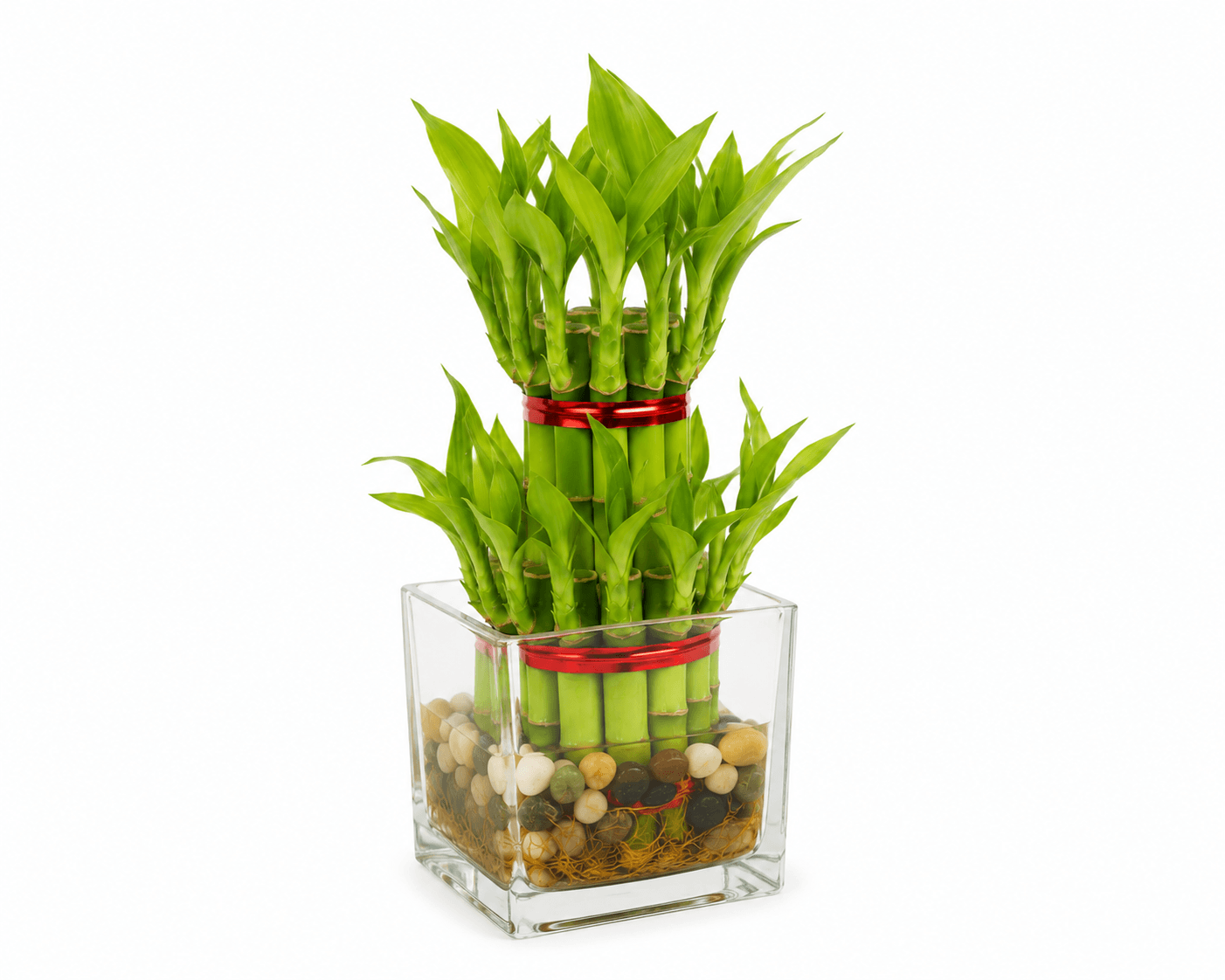 Lucky Two Layer Bamboo Plant in Glass Square Vase