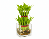 Lucky Two Layer Bamboo Plant in Glass Square Vase