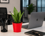 Snake Plant Sanctuary in Red Metal Pot