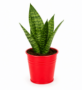 Snake Plant Sanctuary in Red Metal Pot