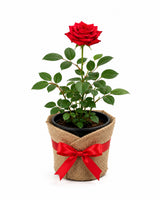 Potted Red Rose Plant